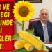 MISIR VE AYÇİÇEĞİ ÜRETİMİNDE YENİ DESTEKLER ŞART!