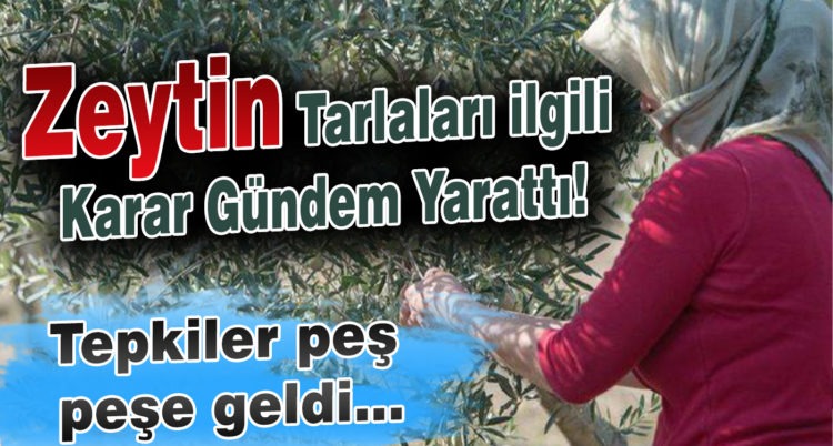 Zeytin tarlaları ilgili karar gündem yarattı!