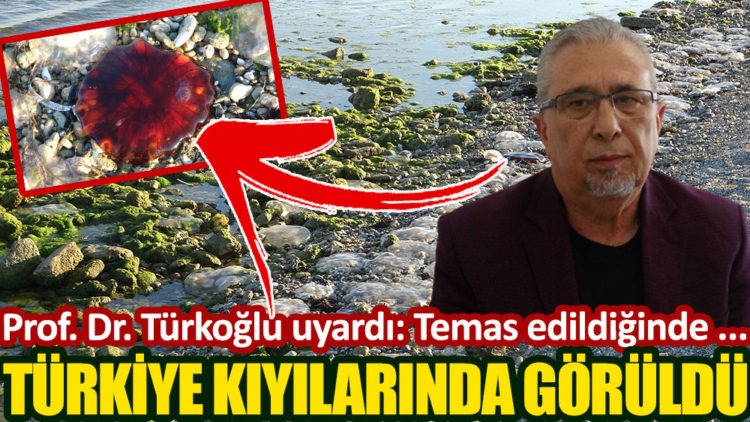 Türkiye kıyılarında görüldü!