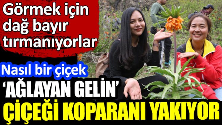 Ters lale çiçeğini görmek için tırmanıyorlar