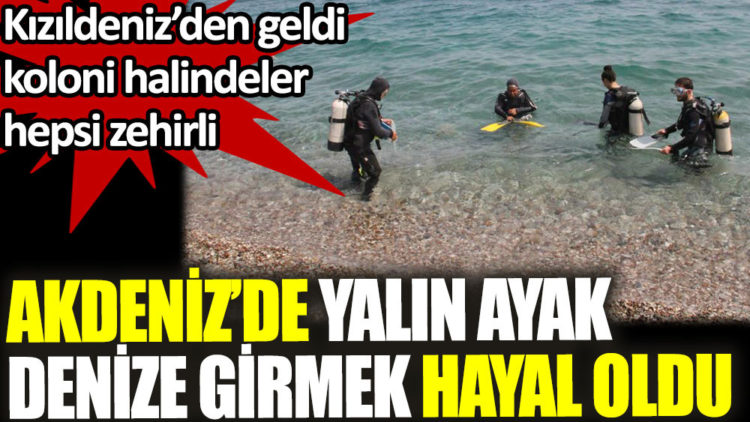 Zehirli kestaneler koloni halinde görüntülendi
