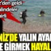 Zehirli kestaneler koloni halinde görüntülendi