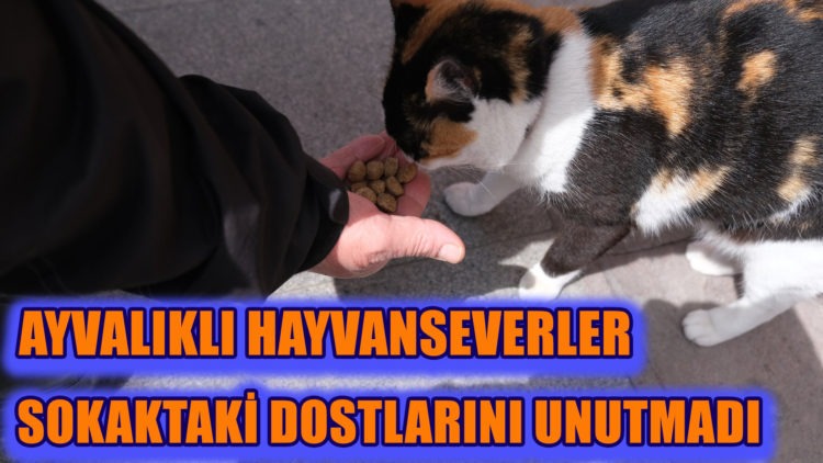 AYVALIKLI HAYVANSEVERLER SOKAKTAKİ DOSTLARINI UNUTMADI