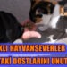 AYVALIKLI HAYVANSEVERLER SOKAKTAKİ DOSTLARINI UNUTMADI
