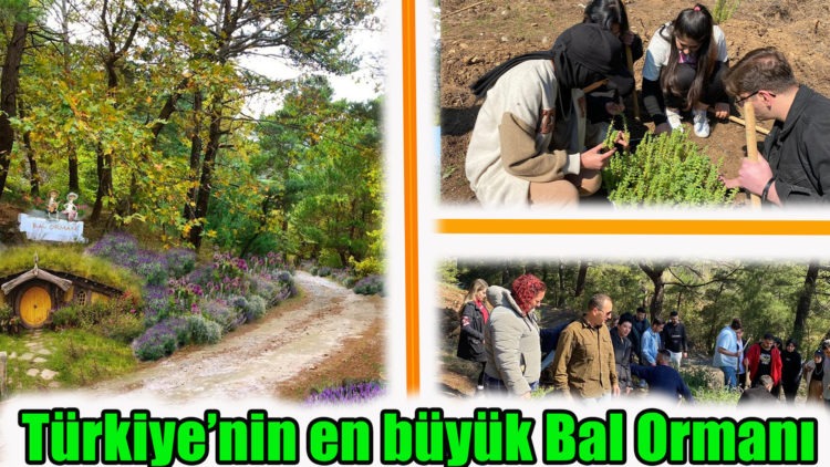 Türkiye’nin en büyük Bal Ormanı