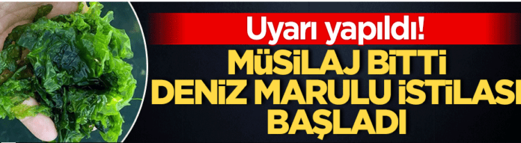 İzmir Körfezi’nde deniz marulu istilası!