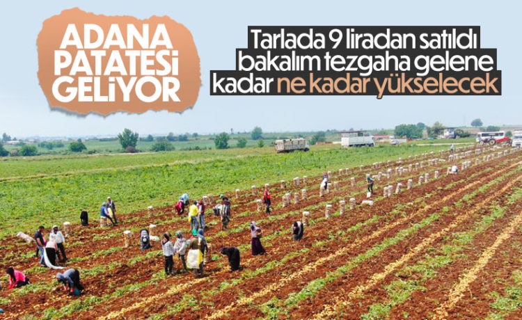 Patates Hasadı Başladı