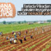 Patates Hasadı Başladı