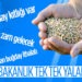 Tarım Bakanlığı’ndan ‘Hindistan’dan Buğday İthalatı’ İddiasına Yalanlama!