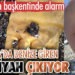 Turizmin başkentinde alarm