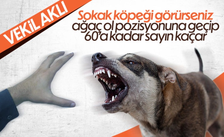 Vekilden Sokak Köpeği Saldırısına Çözüm: Ağaç Ol Pozisyonu