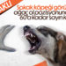 Vekilden Sokak Köpeği Saldırısına Çözüm: Ağaç Ol Pozisyonu
