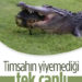 Timsahın Yiyemediği Tek Canlı