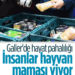 İnsanlar, Evcil Hayvan Maması Yiyor