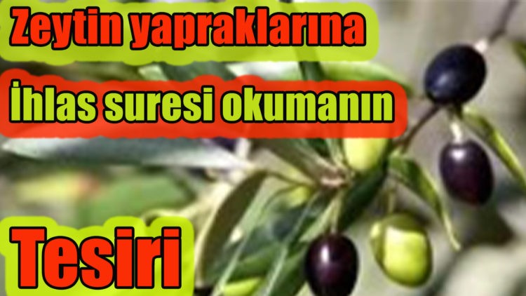Zeytin yaprağına 41 İhlas suresi okumanın fazileti