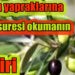 Zeytin yaprağına 41 İhlas suresi okumanın fazileti