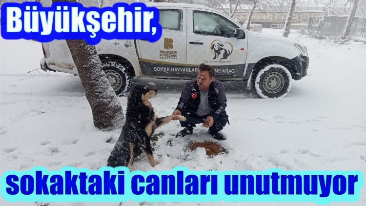Büyükşehir, sokaktaki canları unutmuyor