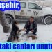 Büyükşehir, sokaktaki canları unutmuyor