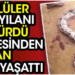 Köylüler dev yılanı öldürdü midesinden çıkan şok yaşattı