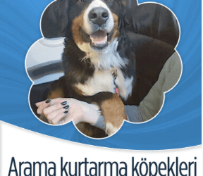 Arama kurtarma çalışmalarına katılan eğitimli köpekler ‘business class’ uçtu