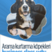 Arama kurtarma çalışmalarına katılan eğitimli köpekler ‘business class’ uçtu