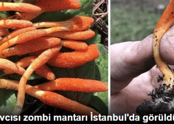 Beyin avcısı zombi mantarı İstanbul’da görüldü