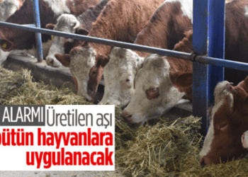 Tarım ve Orman Bakanlığı şap hastalığına karşı tedbir aldı