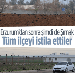 Şırnak’ın Silopi ilçesinde vatandaşların başı kargalarla dertte