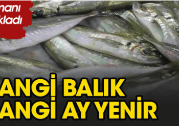 Hangi balık hangi ay yenilmeli