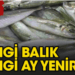 Hangi balık hangi ay yenilmeli