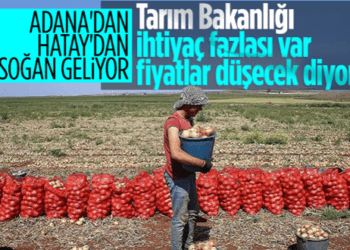 Fiyatları düşürecek gelişme! Turfanda soğan hasadı başladı