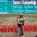 Fiyatları düşürecek gelişme! Turfanda soğan hasadı başladı