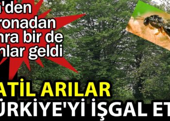 Katil arılar Türkiye’yi işgal etti. Çin’den koronadan sonra bir de bunlar geldi