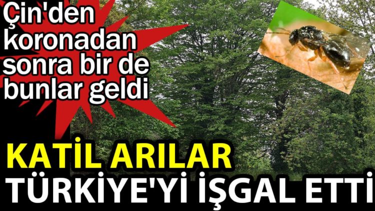 Katil arılar Türkiye’yi işgal etti. Çin’den koronadan sonra bir de bunlar geldi