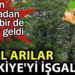 Katil arılar Türkiye’yi işgal etti. Çin’den koronadan sonra bir de bunlar geldi