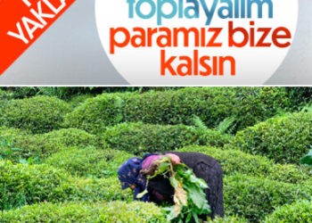 Doğu Karadeniz’de çay hasadı dönemi yaklaşıyor