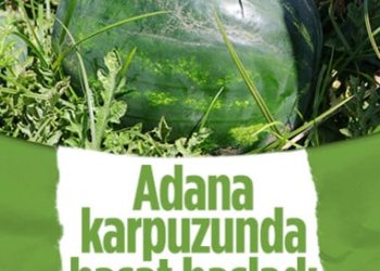 Tescilli Adana karpuzunda hasat başladı: Kilosu 6 liradan satılıyor