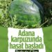Tescilli Adana karpuzunda hasat başladı: Kilosu 6 liradan satılıyor