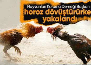 Hayvanları Koruma Derneği Başkanı horoz dövüşçüsü çıktı