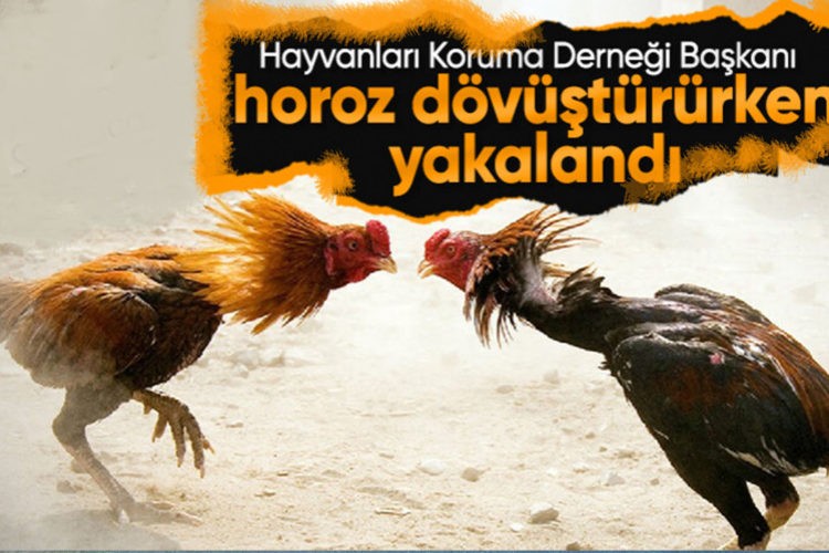 Hayvanları Koruma Derneği Başkanı horoz dövüşçüsü çıktı