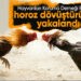 Hayvanları Koruma Derneği Başkanı horoz dövüşçüsü çıktı