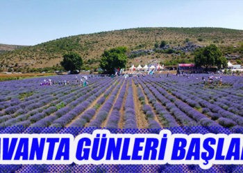 LAVANTA GÜNLERİ BAŞLADI