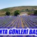 LAVANTA GÜNLERİ BAŞLADI