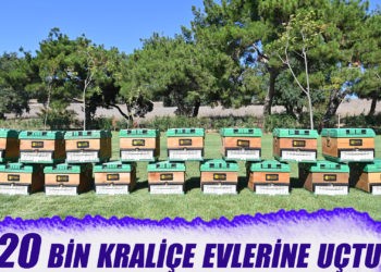 20 bin kraliçe evlerine uçtu