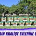 20 bin kraliçe evlerine uçtu