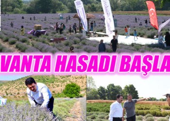 LAVANTA HASADI BAŞLADI
