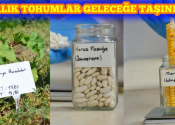 Büyükşehir Belediyesi, ata tohumlarına sahip çıkıyor
