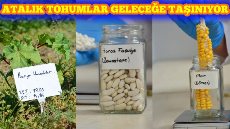 Büyükşehir Belediyesi, ata tohumlarına sahip çıkıyor