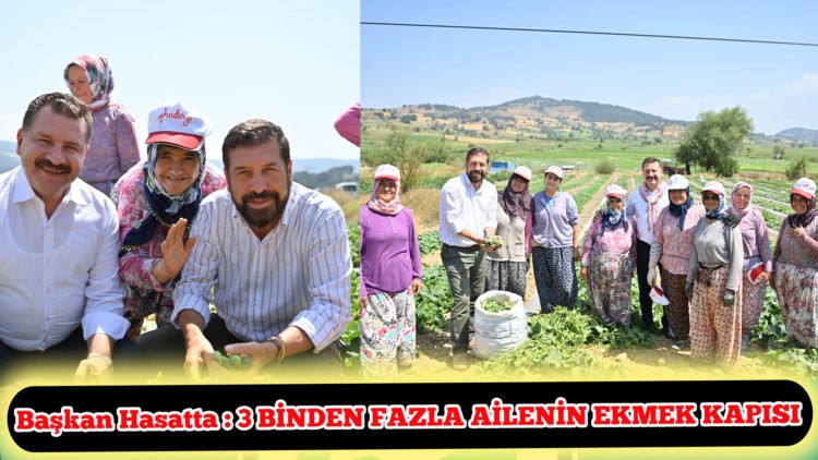 Başkan Yılmaz kornişon hasadında