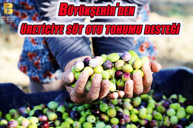“Altın sarısı sofralarımızla buluşacak”